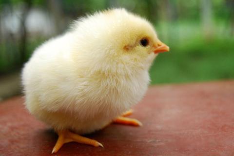 Chick. The Dutch for "chick" is "kuiken". Chick. The Dutch for "chick" is "kuiken".