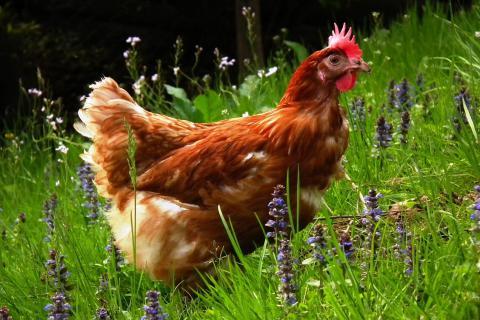 Chicken. The Dutch for "chicken" is "kip". Chicken. The Dutch for "chicken" is "kip".
