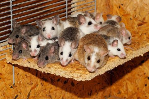 Mice. The Dutch for "mice" is "muizen". Mice. The Dutch for "mice" is "muizen".