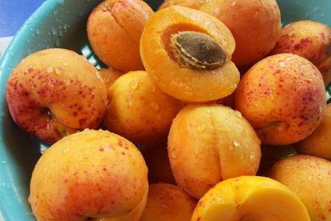 Apricot. The Dutch for "apricot" is "abrikoos". Apricot. The Dutch for "apricot" is "abrikoos".