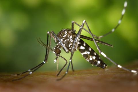 Mosquito. The Dutch for "mosquito" is "mug". Mosquito. The Dutch for "mosquito" is "mug".