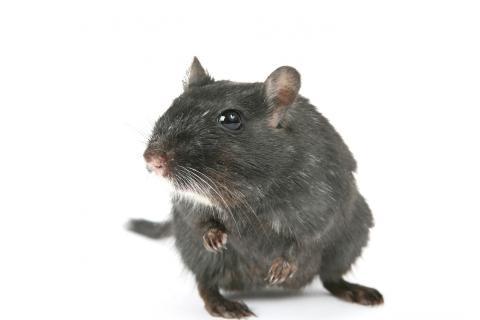 The rat. The Dutch for "the rat" is "de rat". The rat. The Dutch for "the rat" is "de rat".