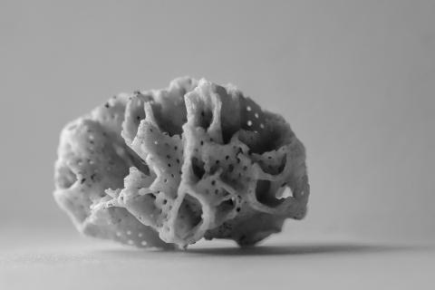 Coral. The Dutch for "coral" is "koraal". Coral. The Dutch for "coral" is "koraal".