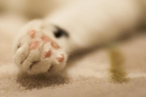 Paw. The Dutch for "paw" is "poot". Paw. The Dutch for "paw" is "poot".