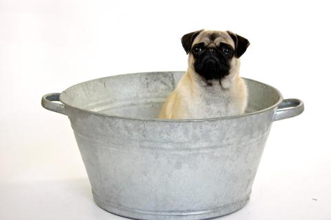 Tub. The Dutch for "tub" is "teil". Tub. The Dutch for "tub" is "teil".