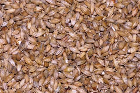 Malt. The Dutch for "malt" is "mout". Malt. The Dutch for "malt" is "mout".