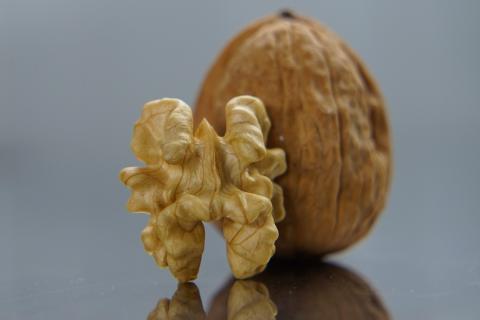 Walnut. The Dutch for "walnut" is "walnoot". Walnut. The Dutch for "walnut" is "walnoot".