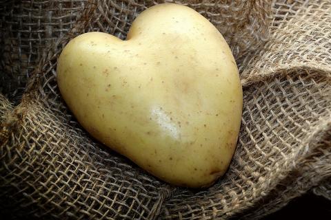 The potato. The Dutch for "the potato" is "de aardappel". The potato. The Dutch for "the potato" is "de aardappel".