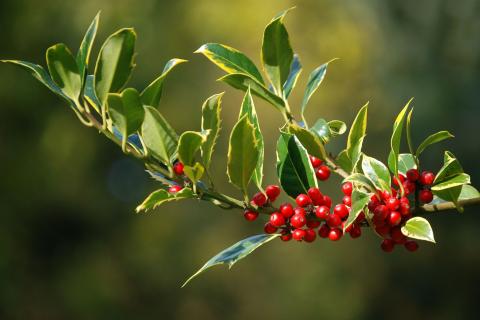 Holly. The Dutch for "holly" is "hulst". Holly. The Dutch for "holly" is "hulst".