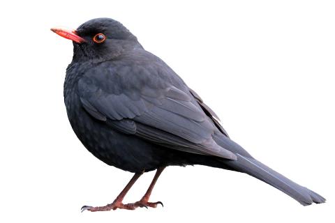 Blackbird. The Dutch for "blackbird" is "merel". Blackbird. The Dutch for "blackbird" is "merel".
