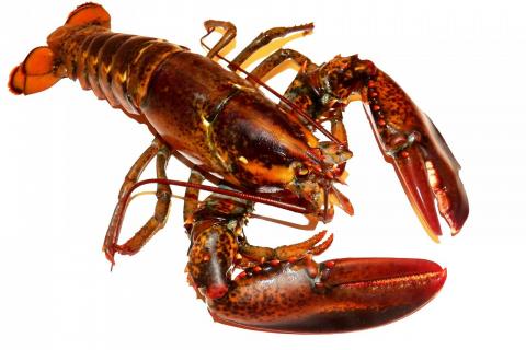 Lobster. The Dutch for "lobster" is "kreeft". Lobster. The Dutch for "lobster" is "kreeft".