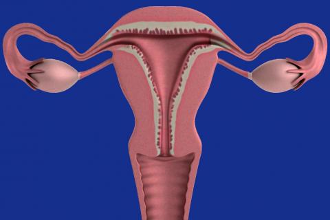 Ovaries. The Dutch for "ovaries" is "eierstokken". Ovaries. The Dutch for "ovaries" is "eierstokken".