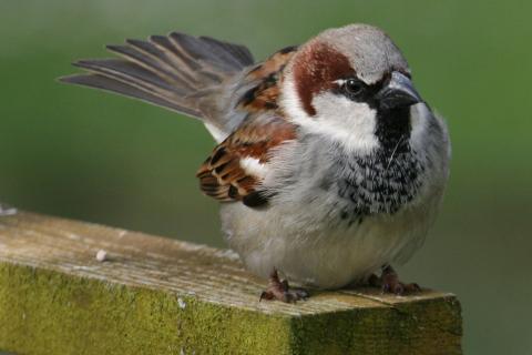 Sparrow. The Dutch for "sparrow" is "mus". Sparrow. The Dutch for "sparrow" is "mus".