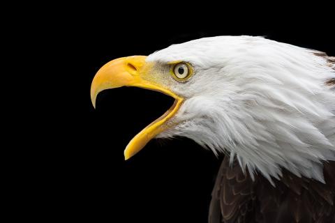 Eagle. The Dutch for "eagle" is "adelaar". Eagle. The Dutch for "eagle" is "adelaar".