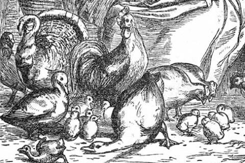 The ugly young duckling. The Dutch for "The ugly young duckling" is "Het lelijke jonge eendje". The ugly young duckling. The Dutch for "The ugly young duckling" is "Het lelijke jonge eendje".