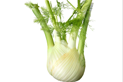 Fennel. The Dutch for "fennel" is "venkel". Fennel. The Dutch for "fennel" is "venkel".