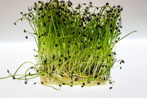 Watercress. The Dutch for "watercress" is "waterkers". Watercress. The Dutch for "watercress" is "waterkers".