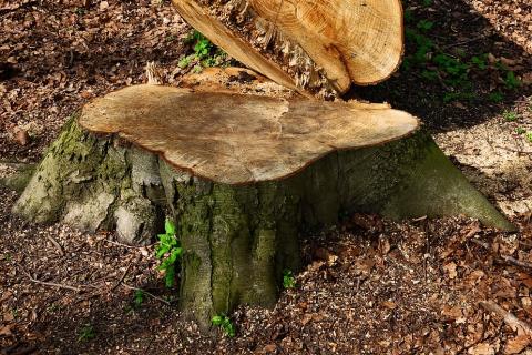 Tree stump. The Dutch for "tree stump" is "boomstronk". Tree stump. The Dutch for "tree stump" is "boomstronk".