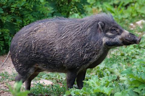 Wild boar. The Dutch for "wild boar" is "everzwijnen". Wild boar. The Dutch for "wild boar" is "everzwijnen".