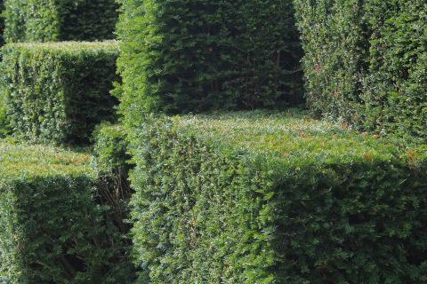 Hedge. The Dutch for "hedge" is "heg". Hedge. The Dutch for "hedge" is "heg".