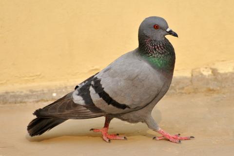 Pigeon. The Dutch for "pigeon" is "duif". Pigeon. The Dutch for "pigeon" is "duif".