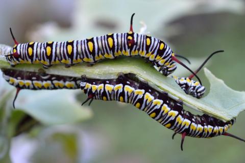 Caterpillars. The Dutch for "caterpillars" is "rupsen". Caterpillars. The Dutch for "caterpillars" is "rupsen".