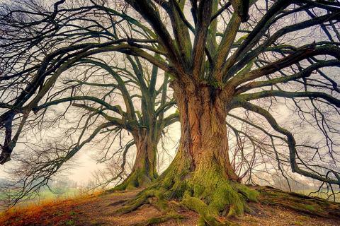 Tree. The Dutch for "tree" is "boom". Tree. The Dutch for "tree" is "boom".