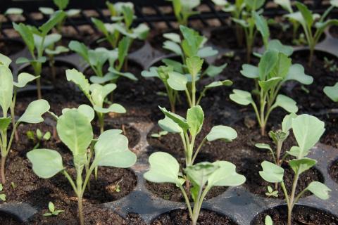 Seedlings. The Dutch for "seedlings" is "zaailingen". Seedlings. The Dutch for "seedlings" is "zaailingen".