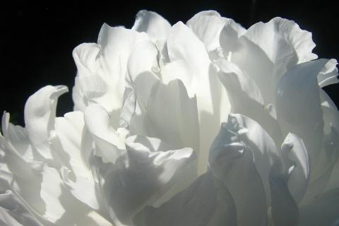 White. The Dutch for "white" is "wit". White. The Dutch for "white" is "wit".