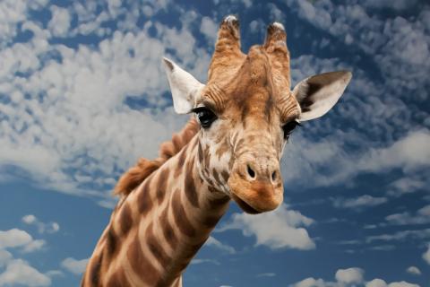 Giraffe. The Dutch for "giraffe" is "giraf". Giraffe. The Dutch for "giraffe" is "giraf".