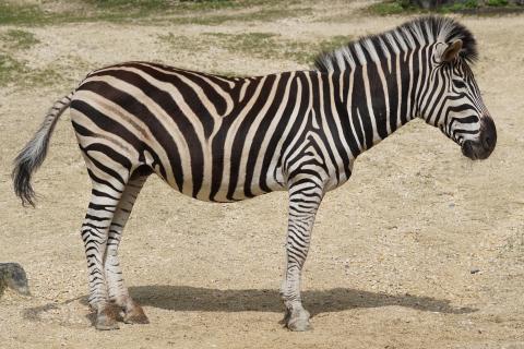 Zebra. The Dutch for "zebra" is "zebra". Zebra. The Dutch for "zebra" is "zebra".