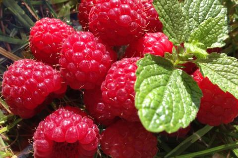 Raspberries. The Dutch for "raspberries" is "frambozen". Raspberries. The Dutch for "raspberries" is "frambozen".