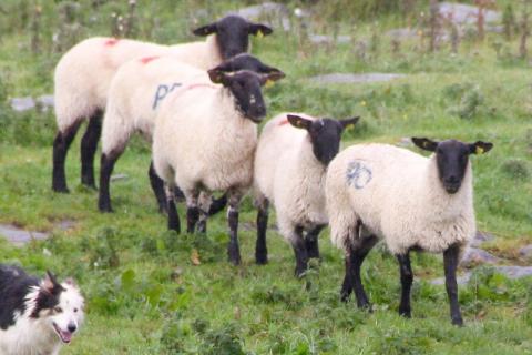 Flock. The Dutch for "flock" is "kudde". Flock. The Dutch for "flock" is "kudde".