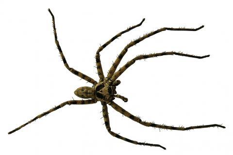 Spider. The Dutch for "spider" is "spin". Spider. The Dutch for "spider" is "spin".