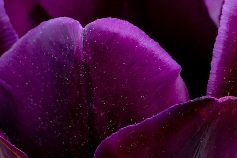 Purple. The Dutch for "purple" is "paars". Purple. The Dutch for "purple" is "paars".