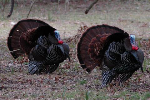 Turkeys. The Dutch for "turkeys" is "kalkoenen". Turkeys. The Dutch for "turkeys" is "kalkoenen".
