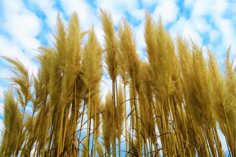 Reed. The Dutch for "reed" is "riet". Reed. The Dutch for "reed" is "riet".