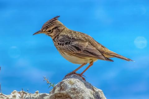 Larks. The Dutch for "larks" is "leeuweriken". Larks. The Dutch for "larks" is "leeuweriken".