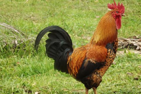 Cock. The Dutch for "cock" is "haan". Cock. The Dutch for "cock" is "haan".