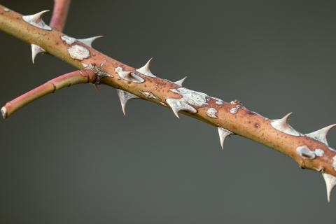 Thorns. The Dutch for "thorns" is "doornen". Thorns. The Dutch for "thorns" is "doornen".