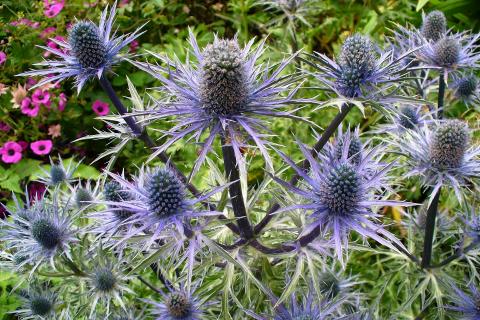 Thistles. The Dutch for "thistles" is "distels". Thistles. The Dutch for "thistles" is "distels".
