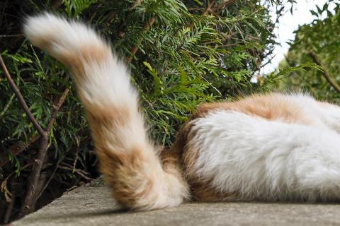 Tail. The Dutch for "tail" is "staart". Tail. The Dutch for "tail" is "staart".