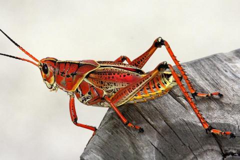 Insects. The Dutch for "insects" is "insecten". Insects. The Dutch for "insects" is "insecten".