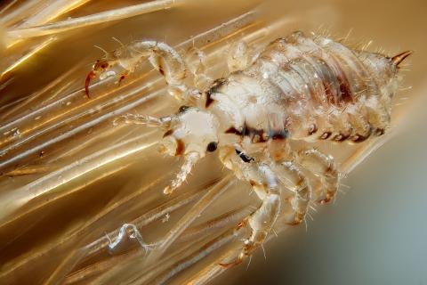 Head louse. The Dutch for "head louse" is "hoofdluis". Head louse. The Dutch for "head louse" is "hoofdluis".