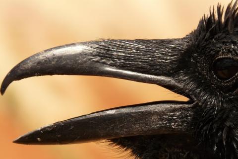 Beak. The Dutch for "beak" is "snavel". Beak. The Dutch for "beak" is "snavel".