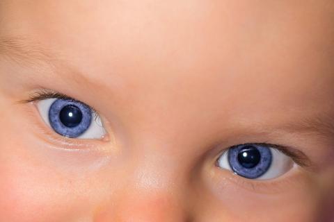 Blue eyes. The Dutch for "blue eyes" is "blauwe ogen". Blue eyes. The Dutch for "blue eyes" is "blauwe ogen".