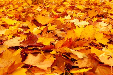 Leaves. The Dutch for "leaves" is "bladeren". Leaves. The Dutch for "leaves" is "bladeren".