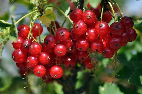 Redcurrants. The Dutch for "redcurrants" is "aalbessen". Redcurrants. The Dutch for "redcurrants" is "aalbessen".
