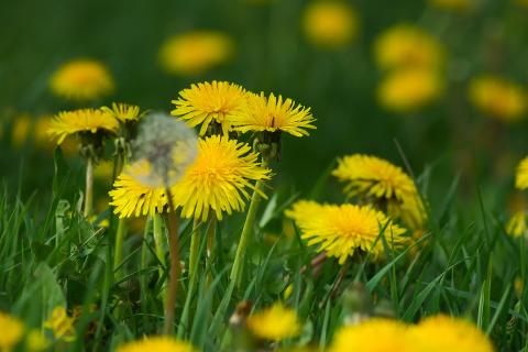Dandelions. The Dutch for "dandelions" is "paardenbloemen". Dandelions. The Dutch for "dandelions" is "paardenbloemen".