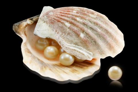 Pearls. The Dutch for "pearls" is "parels". Pearls. The Dutch for "pearls" is "parels".